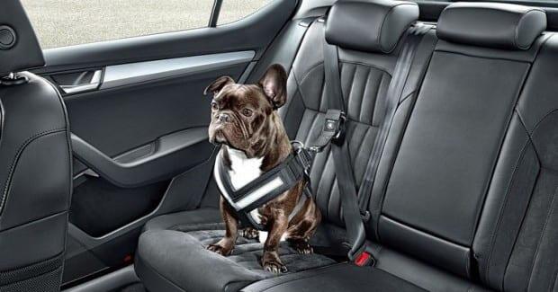 Skoda huomioi autoissaan myös perheen lemmikkien turvallisuuden